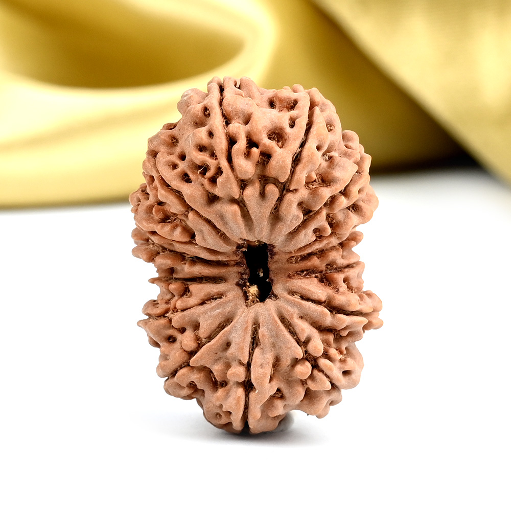 Collector 15 Mukhi from Nepal - LXXXI