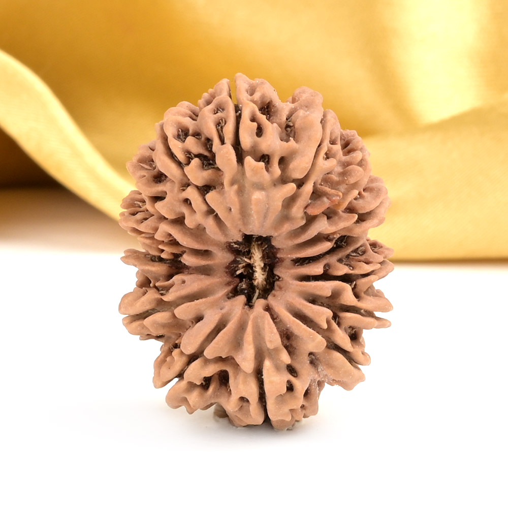 Collector 15 Mukhi from Nepal - LXXXV