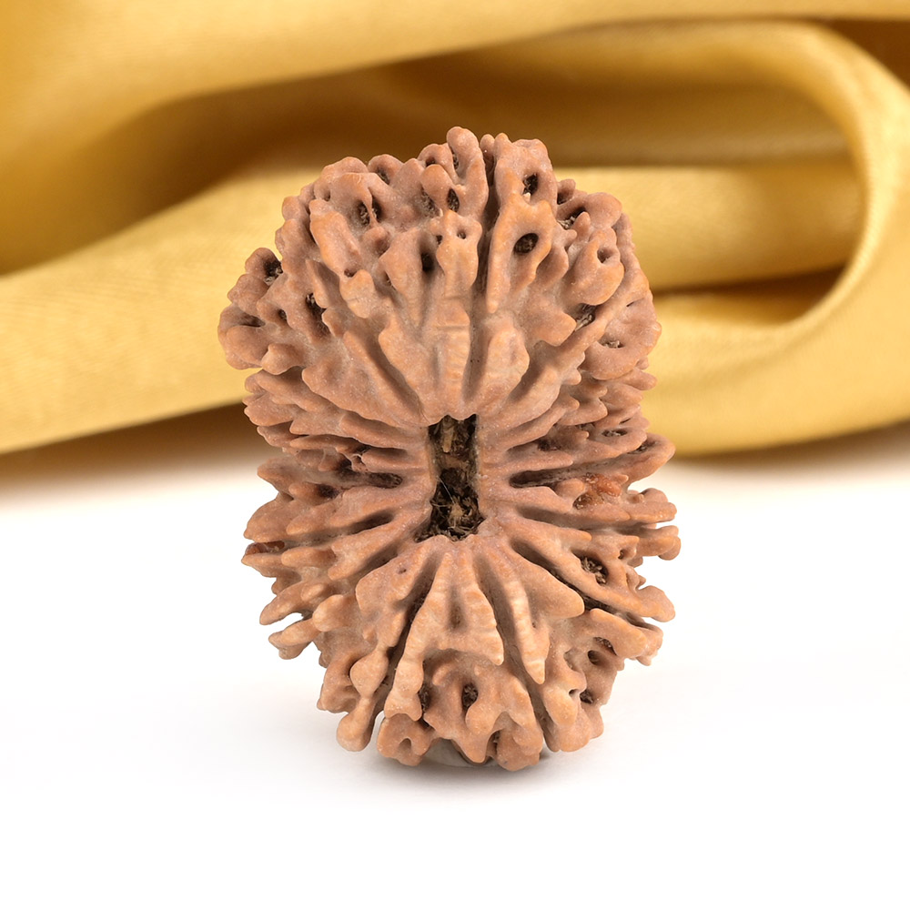 Super Collector 15 Mukhi from Nepal - XIV