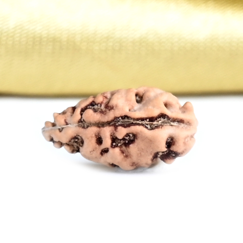 1 mukhi from Java Indonesia - XXX