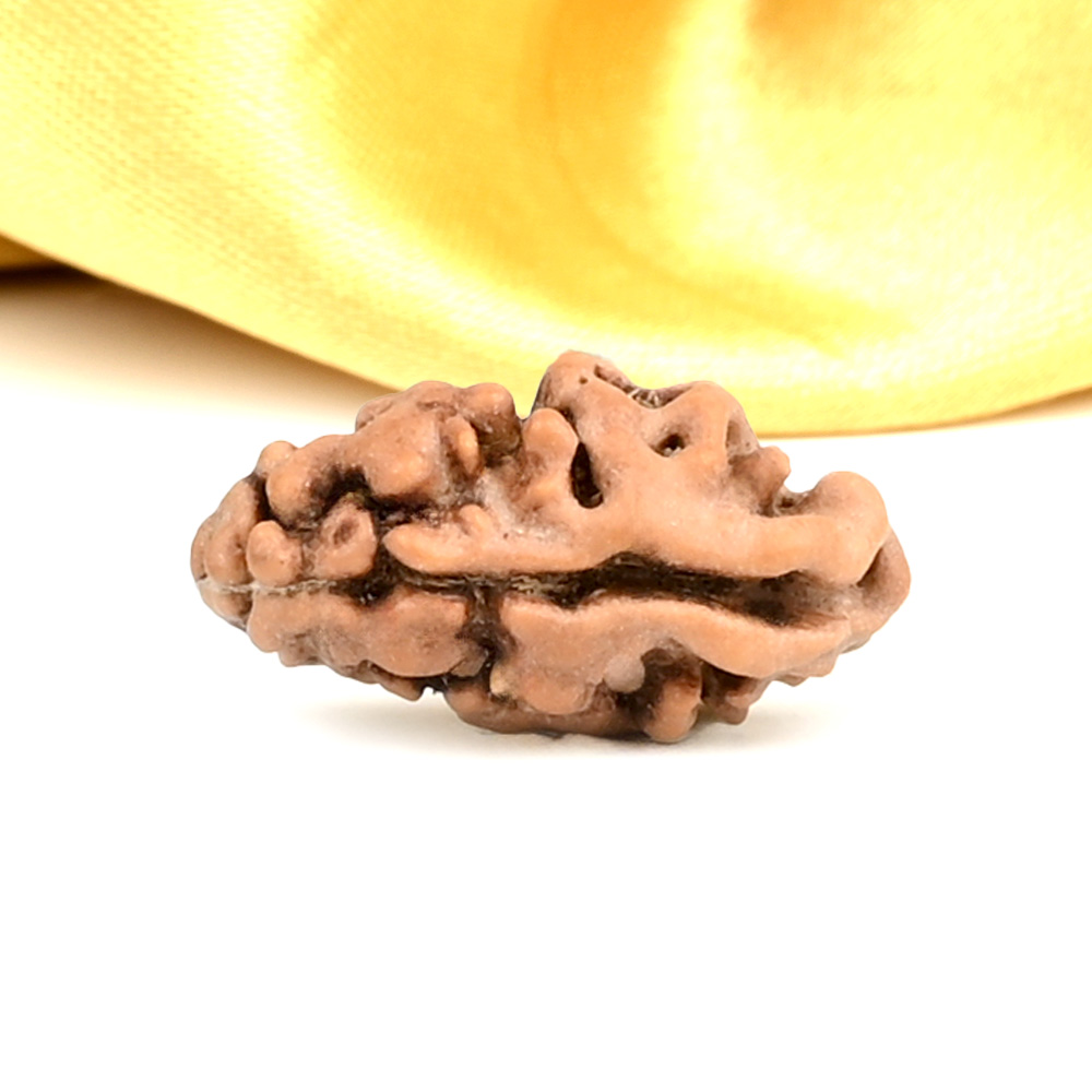 1 Mukhi from java Indonesia Large - LXXIII