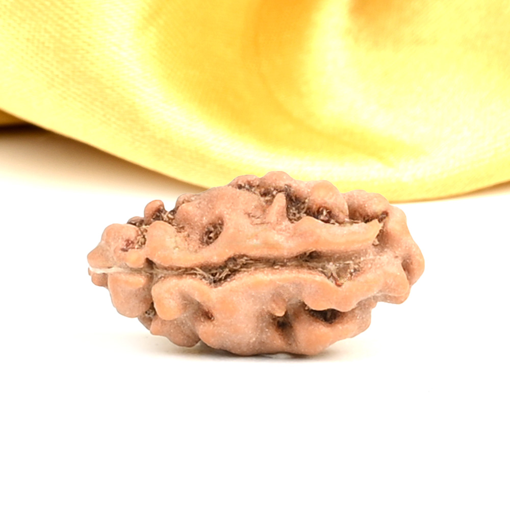 1 Mukhi from java Indonesia Large - LXXV