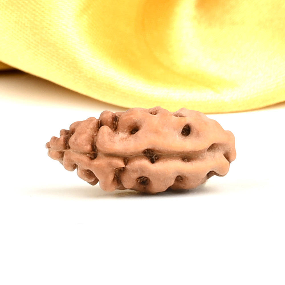 1 Mukhi from java Indonesia Large - LXXVI