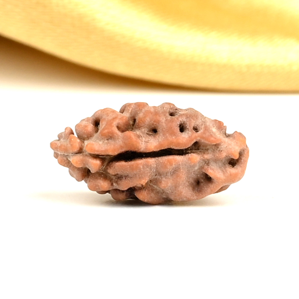 1 Mukhi from Java Indonesia Large - LXXVIII