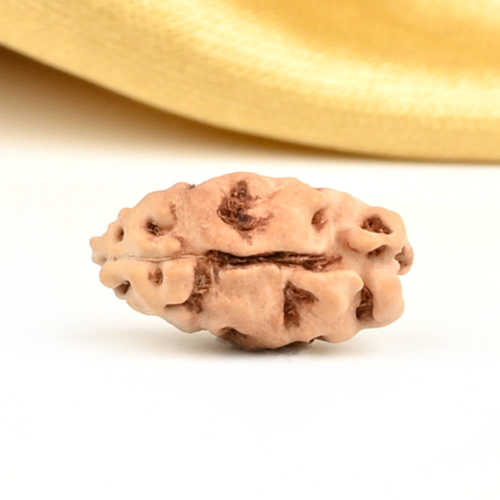 1 Mukhi from Java Indonesia Large - LXXIXI