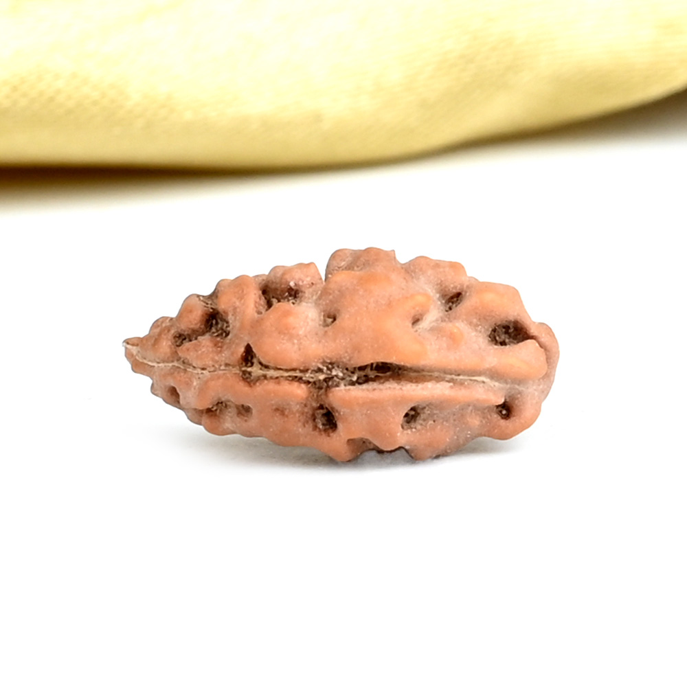 Collector 1 Mukhi from Java Indonesia - CLXXXVII