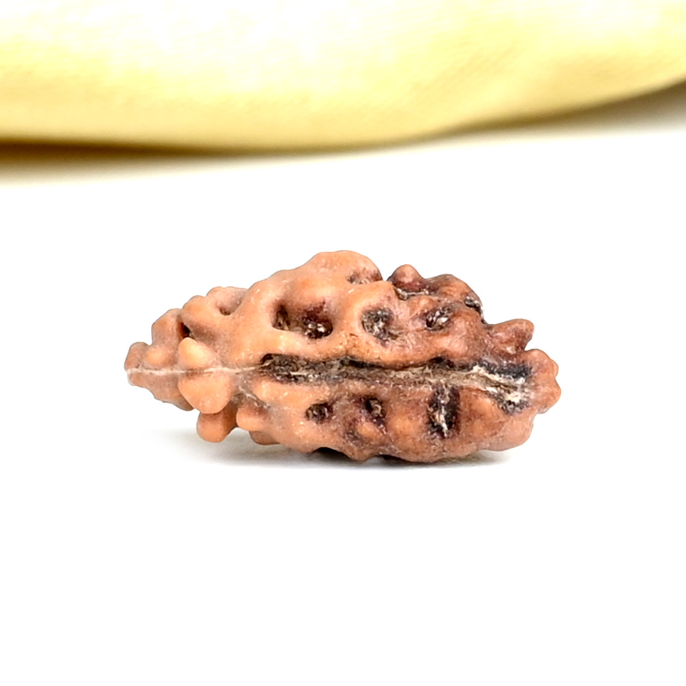 Collector 1 Mukhi from Java Indonesia - CLXXXVII