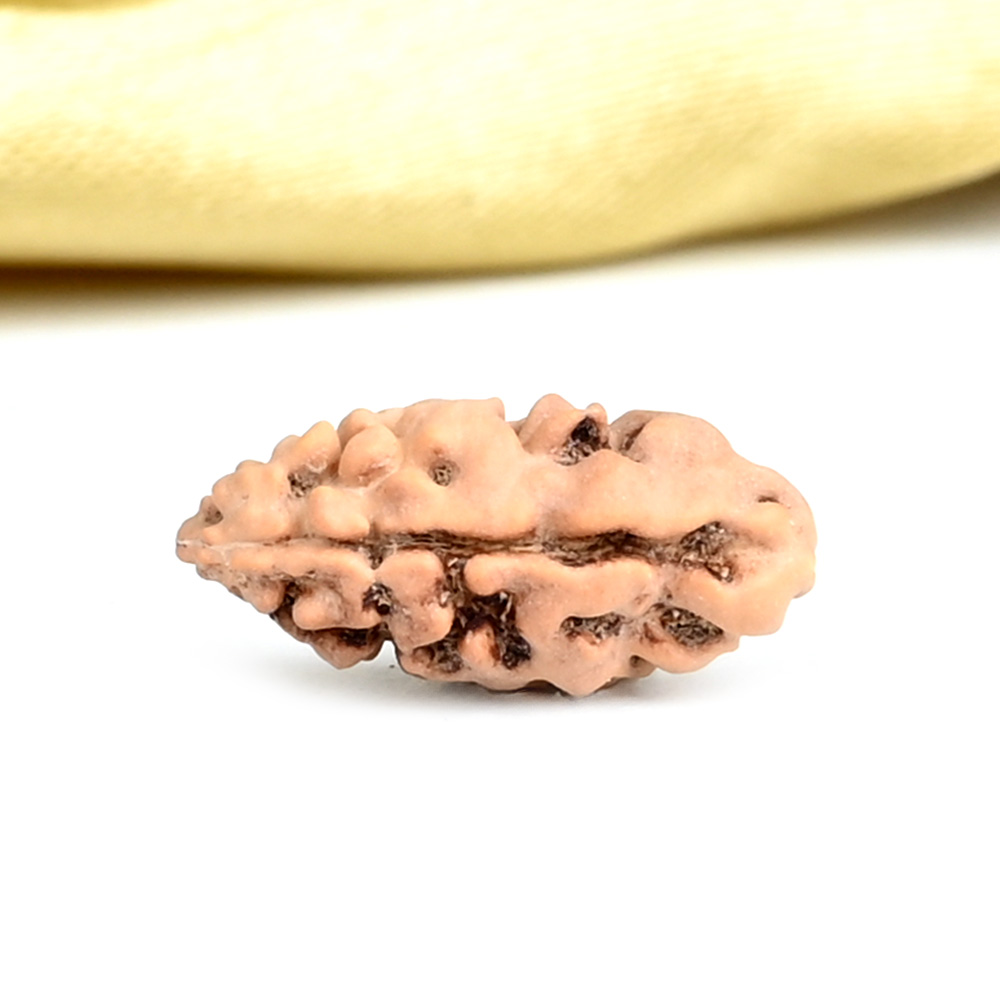 Collector 1 Mukhi from Java Indonesia - CLXXXIX