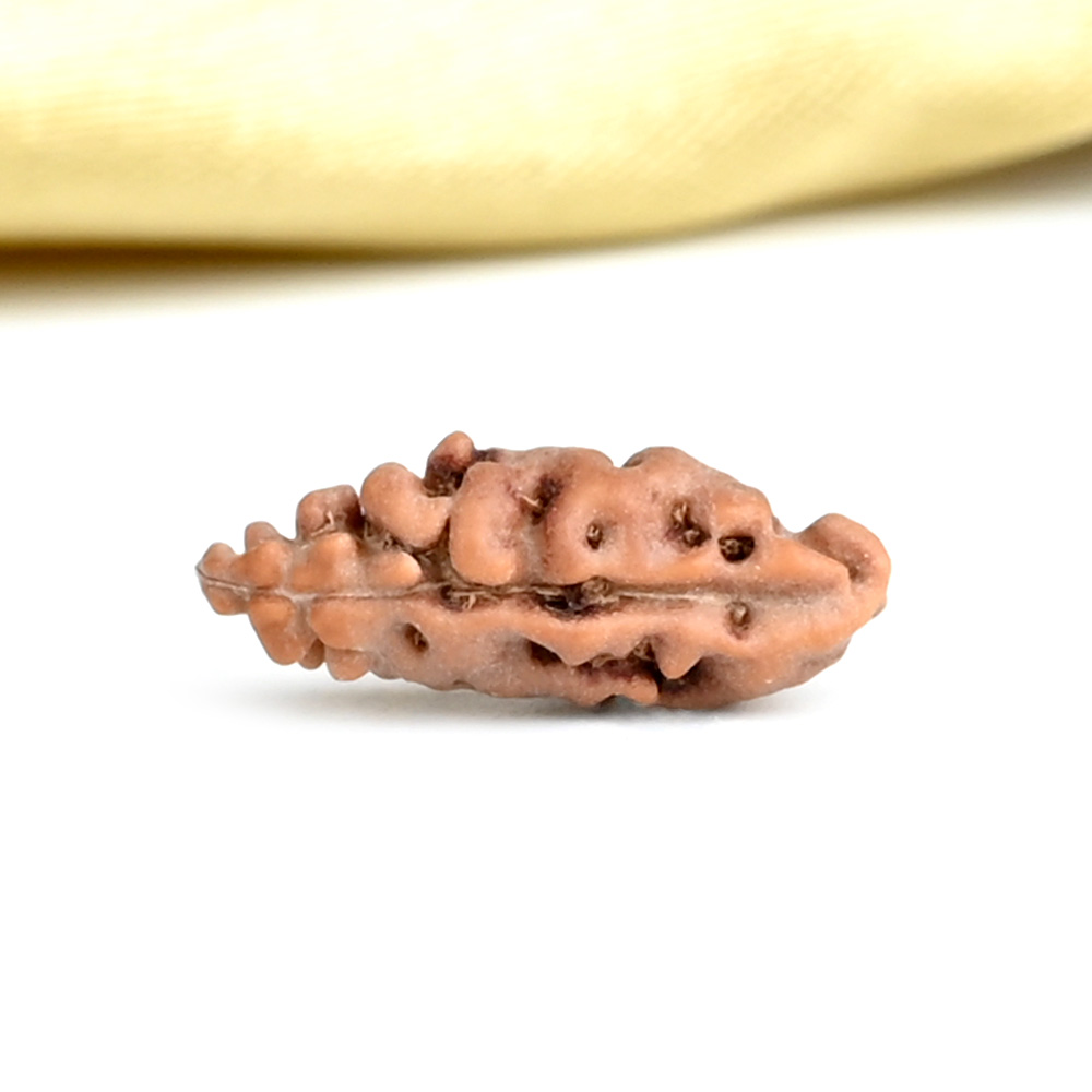 Collector 1 Mukhi from Java Indonesia - CXC