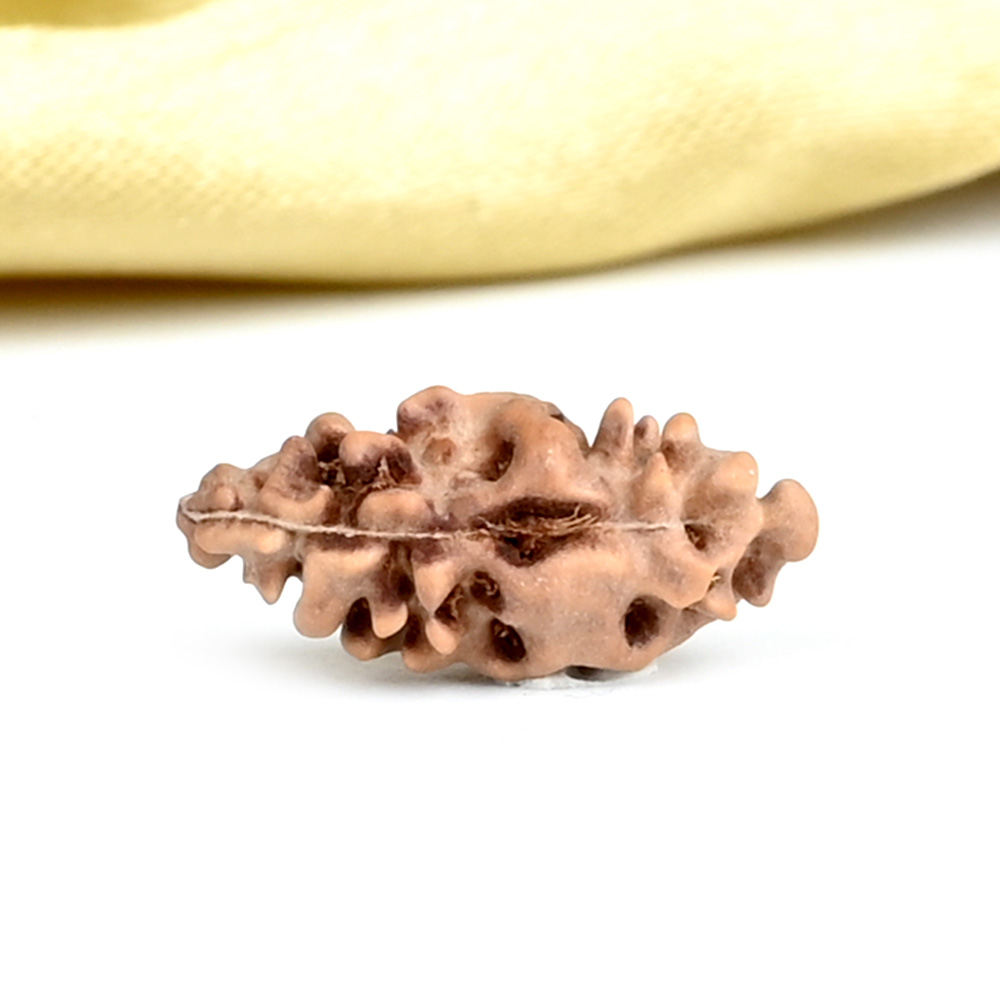 Collector 1 Mukhi from Java Indonesia - CXCI