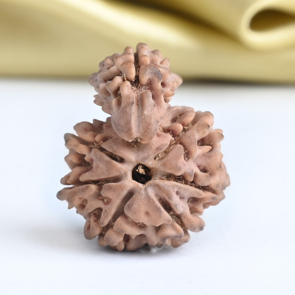Savar Naag 5 mukhi from Nepal - II