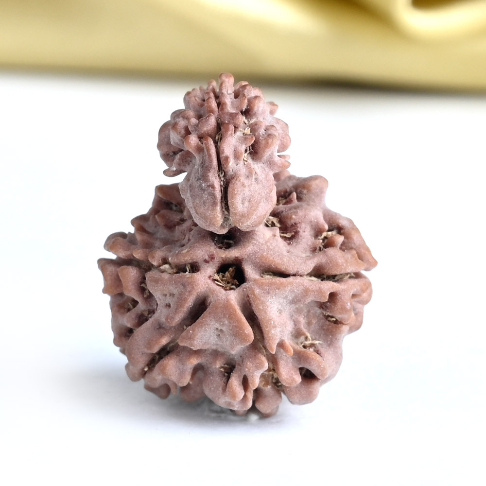 Savar Naag 5 mukhi from Nepal - III