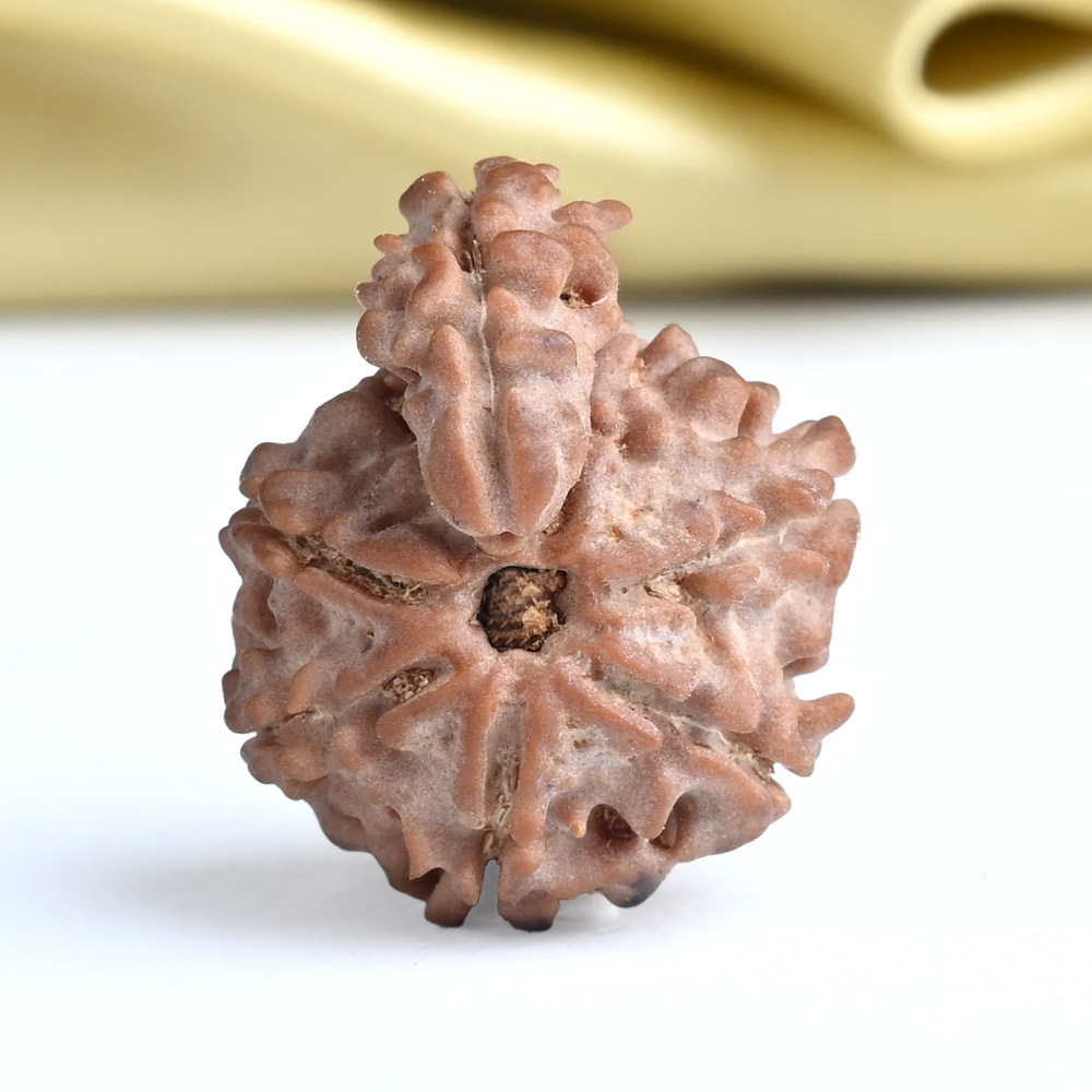 Savar Naag Rudraksha from Nepal - CLII