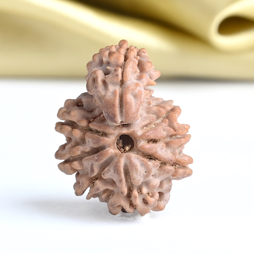 Savar Naag Rudraksha from Nepal - CLIII