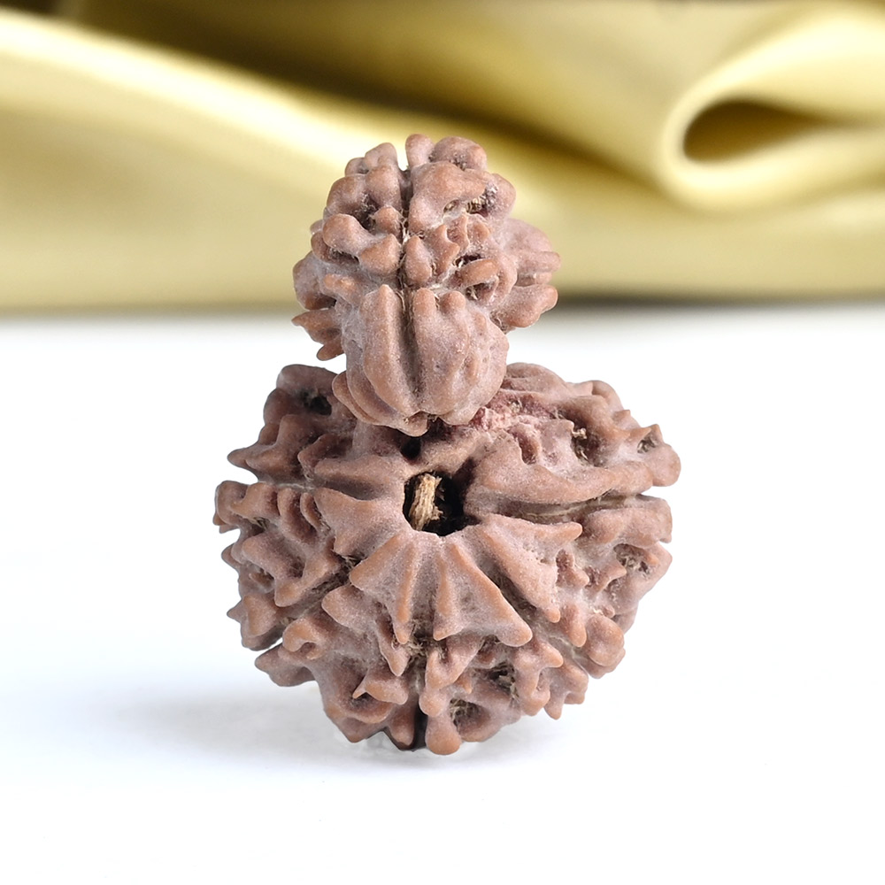 Savar Naag Rudraksha from Nepal Large - I