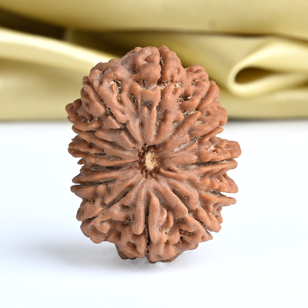 Super Collector 13 Mukhi from Nepal - CXVII