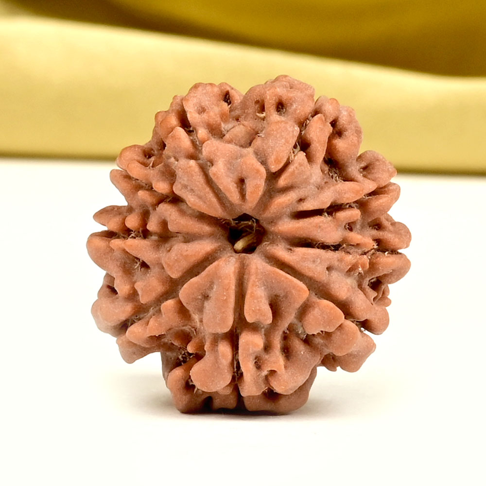 9 Mukhi from Nepal - DCXLVI