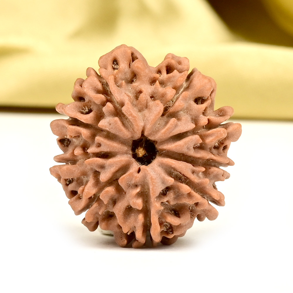 9 Mukhi from Nepal - DCXLVII