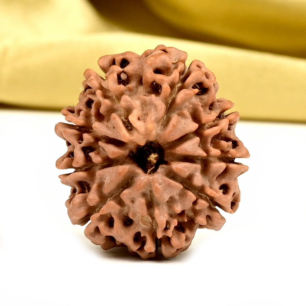 9 Mukhi from Nepal - DCXLVIII