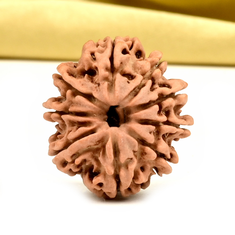 9 Mukhi from Nepal - DCXLIX
