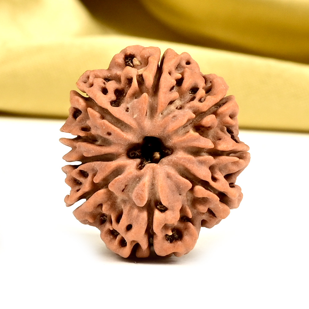 9 Mukhi from Nepal - DCL