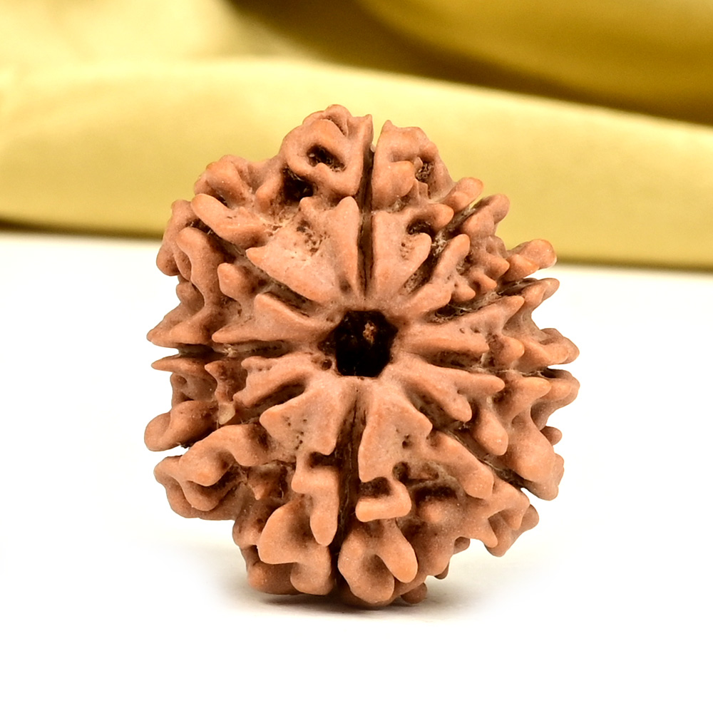 9 Mukhi from Nepal - DCLI