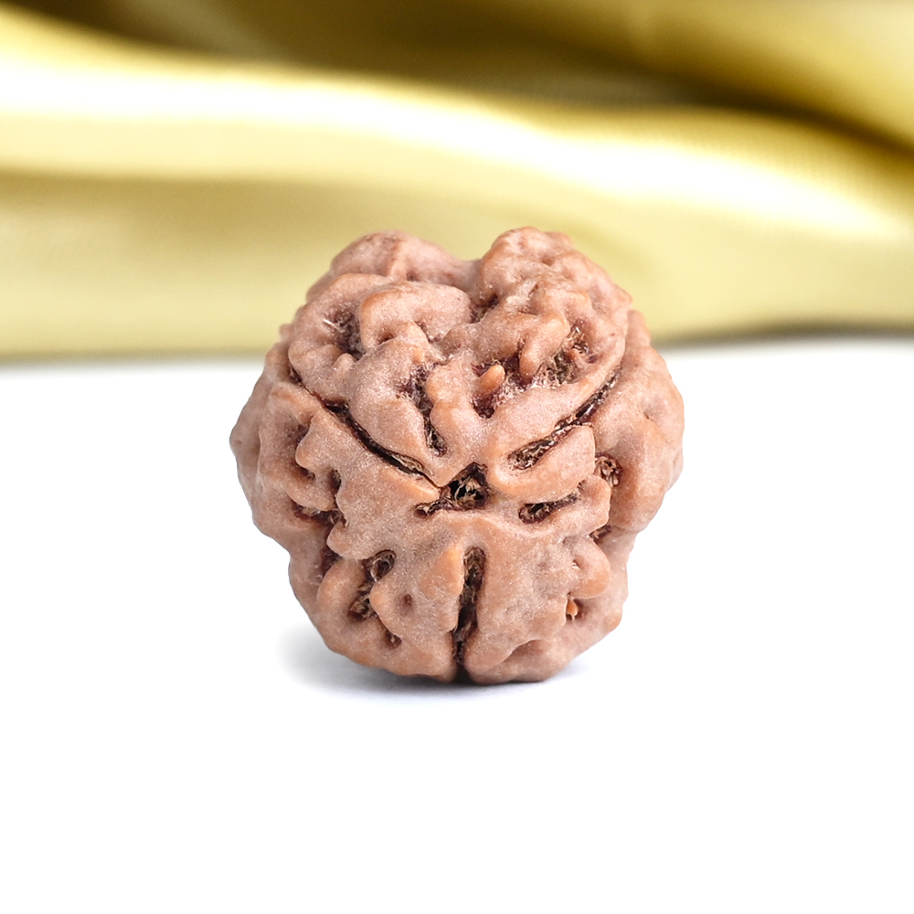 Collector 3 Mukhi from Nepal - CCCLXXXVI