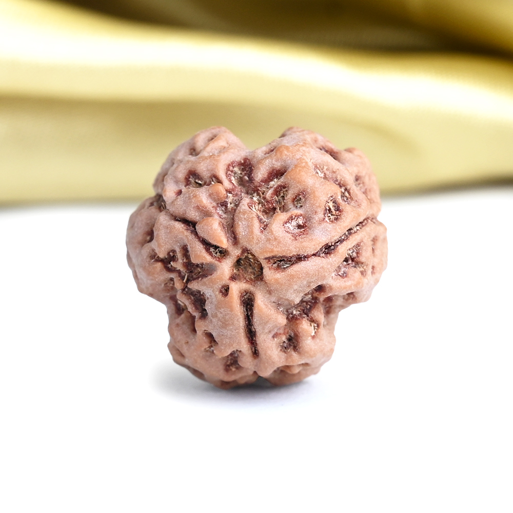 Collector 3 Mukhi from Nepal - CCCLXXXVII