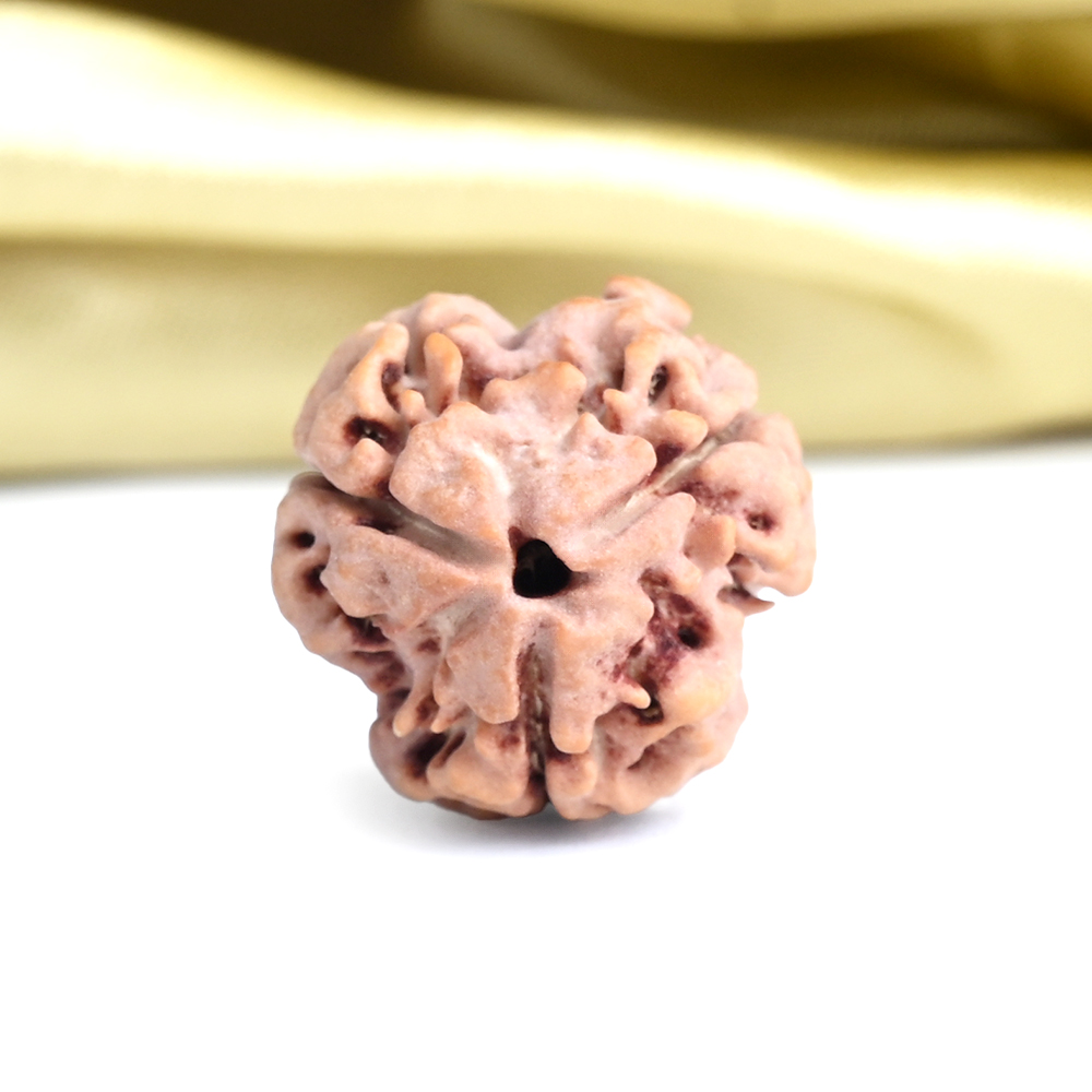 Collector 3 Mukhi from Nepal - CCCLXXXVIII