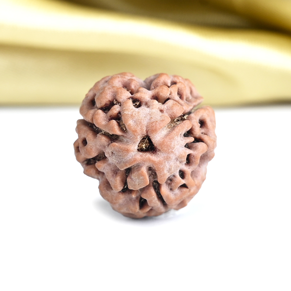Collector 3 Mukhi from Nepal - CCCXCV