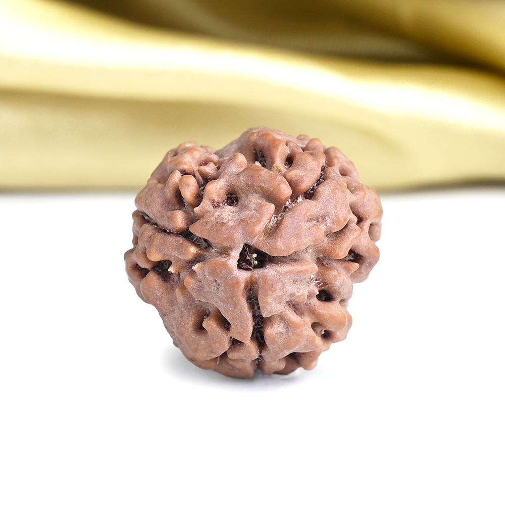 Collector 3 Mukhi from Nepal - CCCLXXXIX
