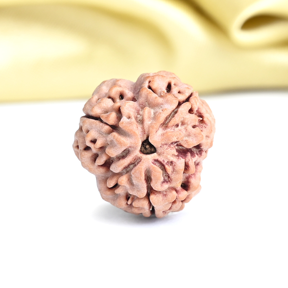 Collector 3 Mukhi from Nepal - CCCXC