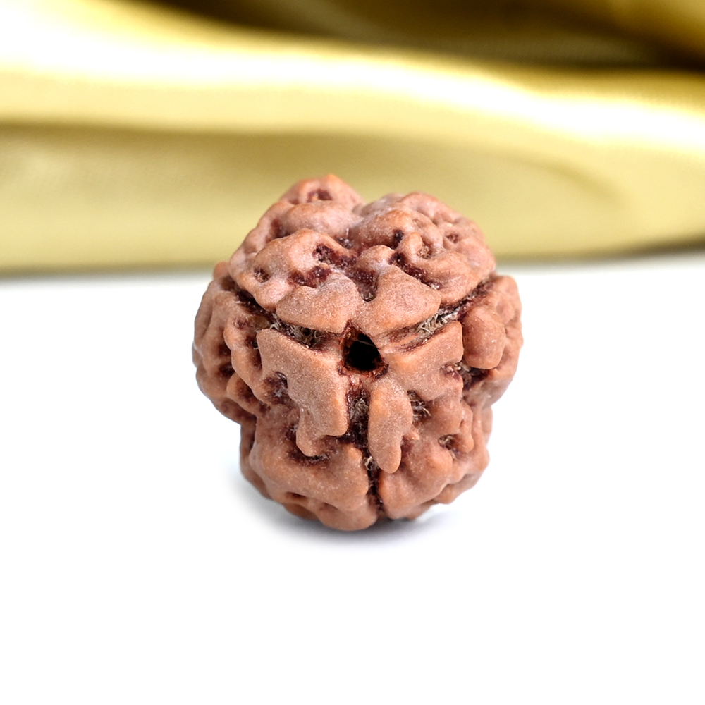 Collector 3 Mukhi from Nepal - CDXII