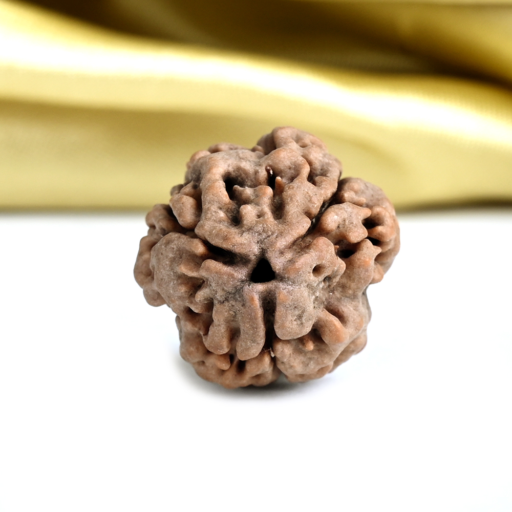 Collector 3 Mukhi from Nepal - CDXIII