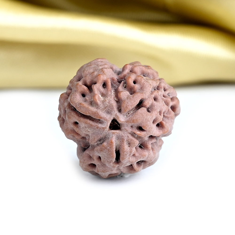 Collector 3 Mukhi from Nepal - CDXIV