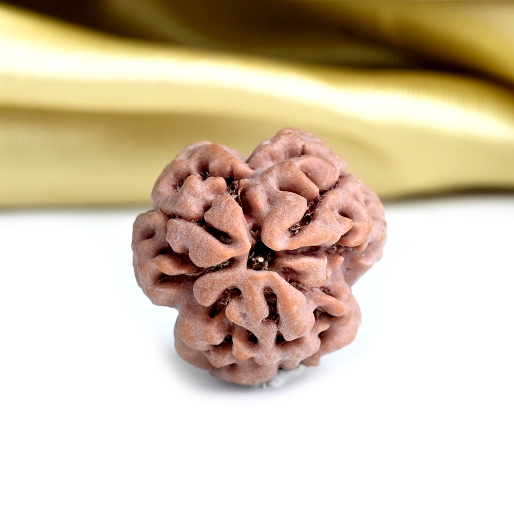 Collector 3 Mukhi from Nepal - CDXV