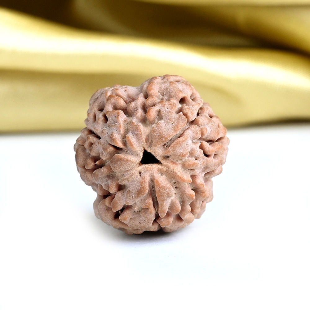 Collector 3 Mukhi from Nepal - CDXVI