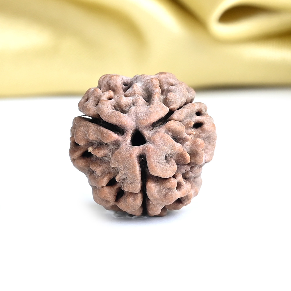 Collector 3 Mukhi from Nepal - CDXVII
