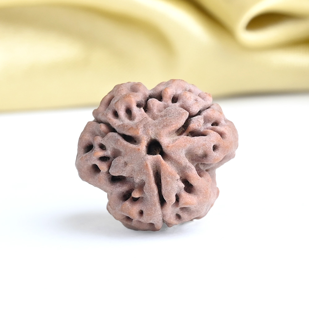 Collector 3 Mukhi from Nepal - CCCXCI