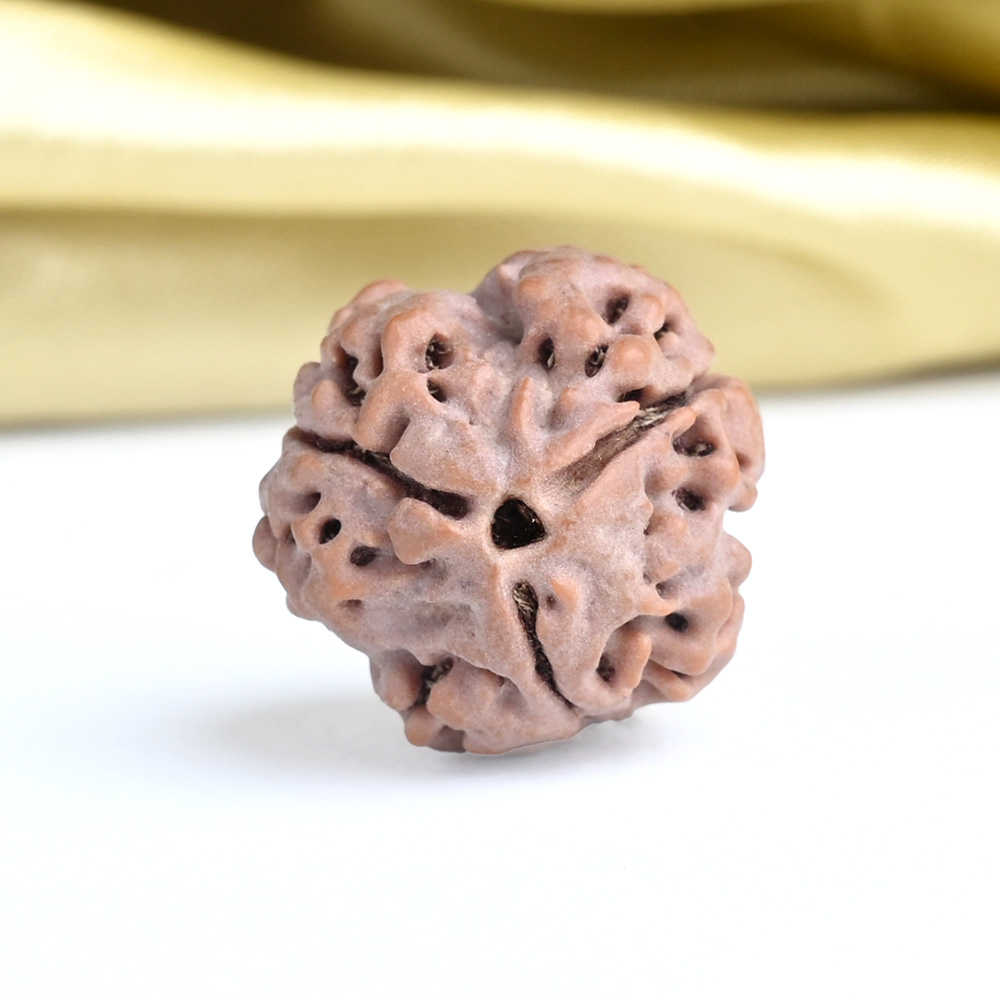 Collector 3 Mukhi from Nepal - CCCXCII