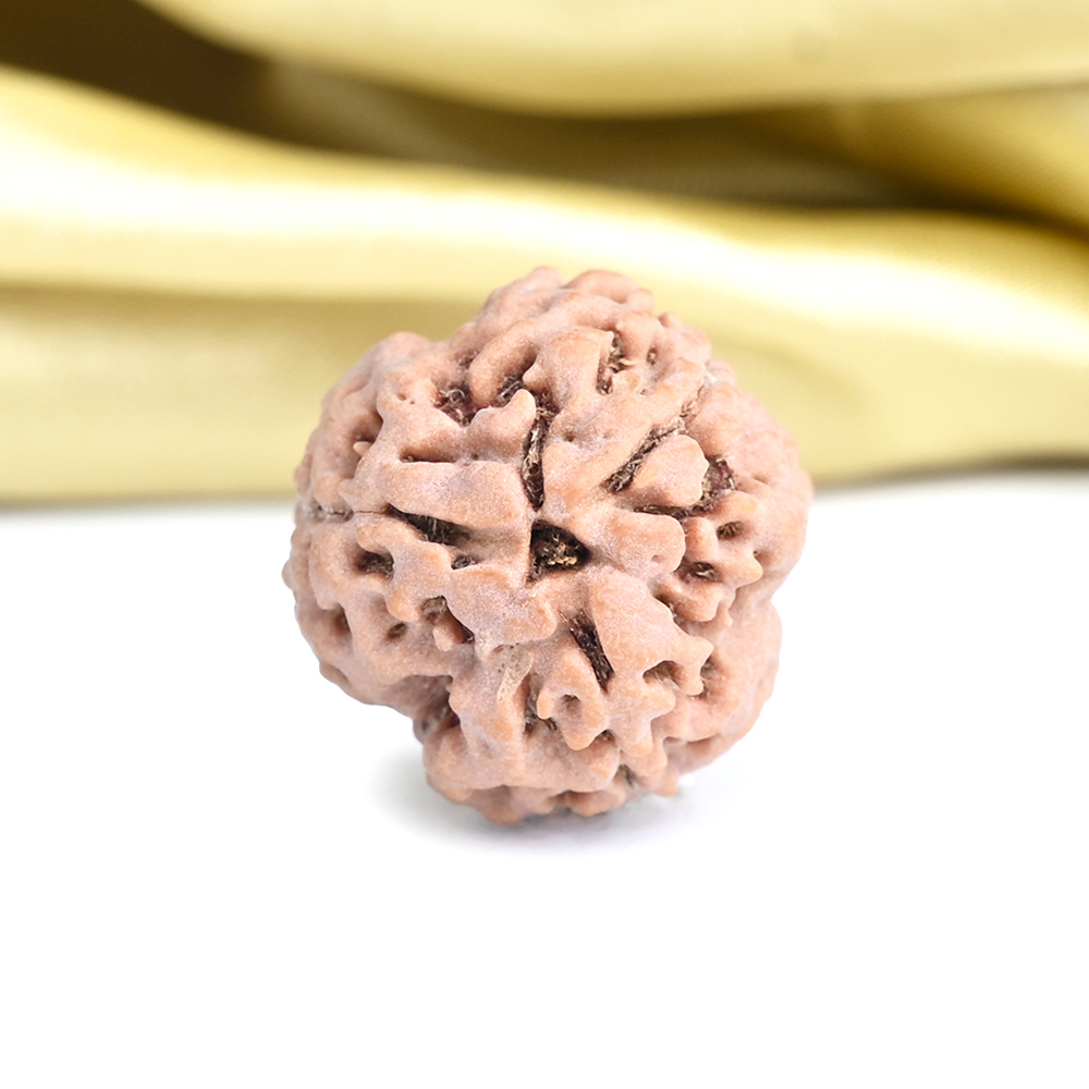 Collector 3 Mukhi from Nepal - CCCXCIV