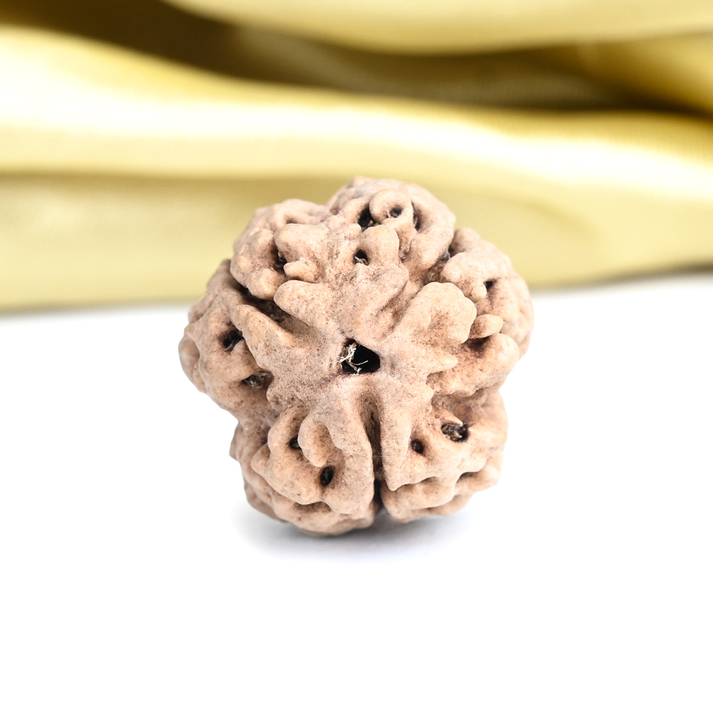 Super Collector 3 Mukhi from Nepal - CCXXXVIII