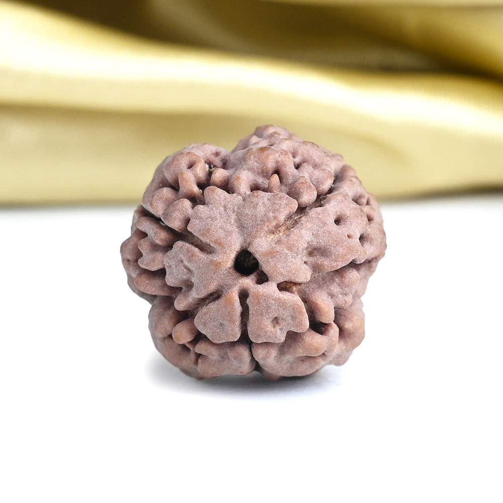 Super Collector 3 Mukhi from Nepal - CCXXXIX