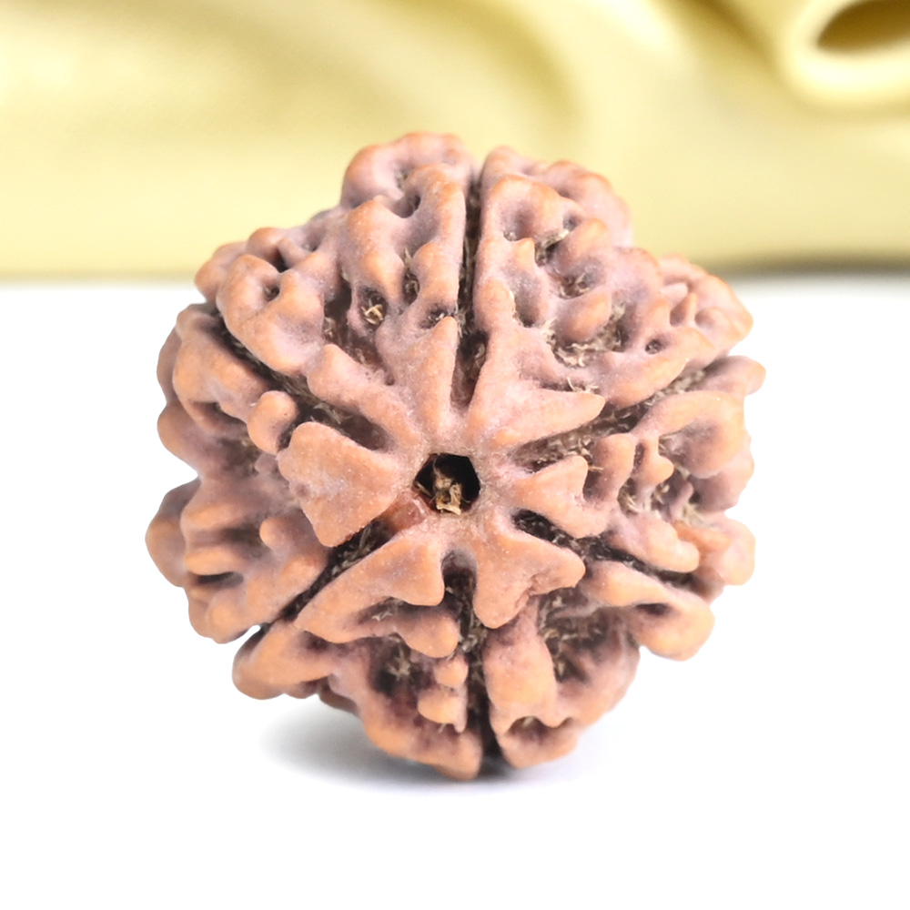 Collector 6 Mukhi from Nepal - CLXXXII