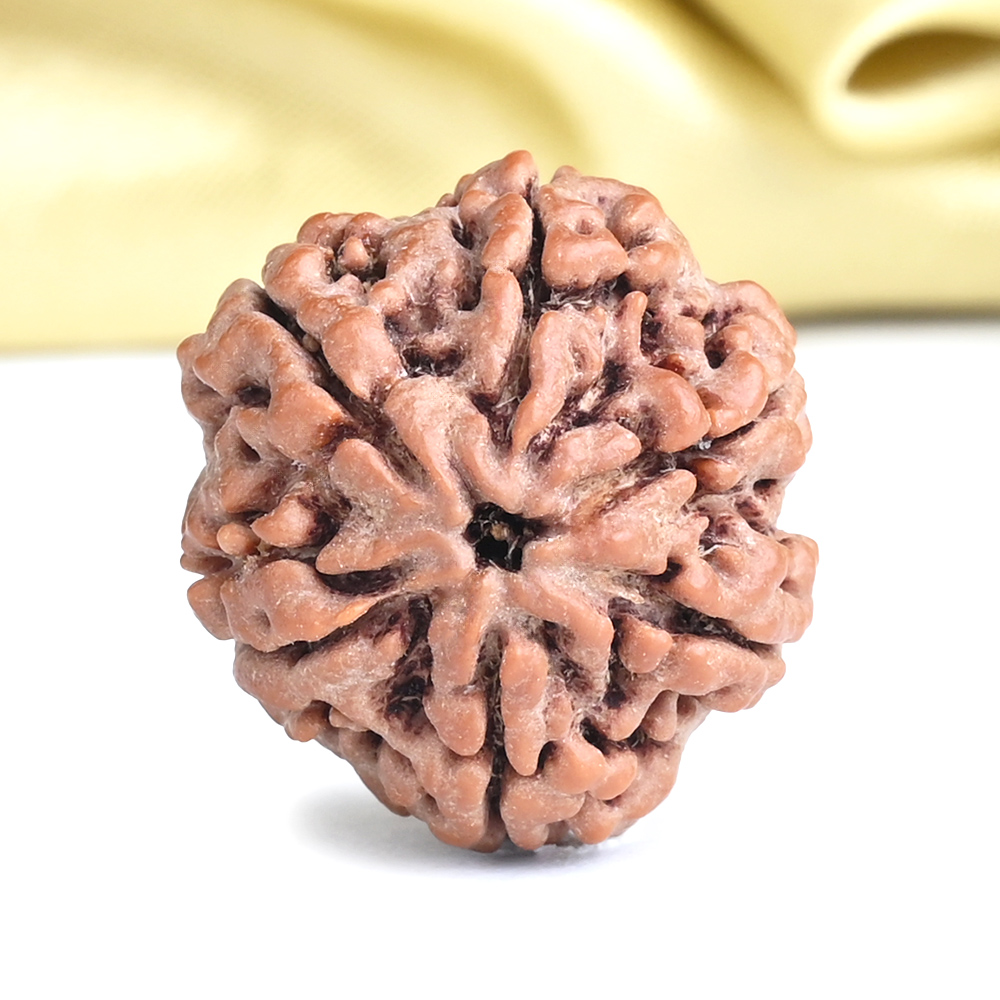 Collector 6 Mukhi from Nepal - CLXXXIII