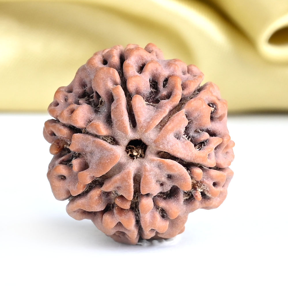 Collector 6 Mukhi from Nepal - CLXXXIV