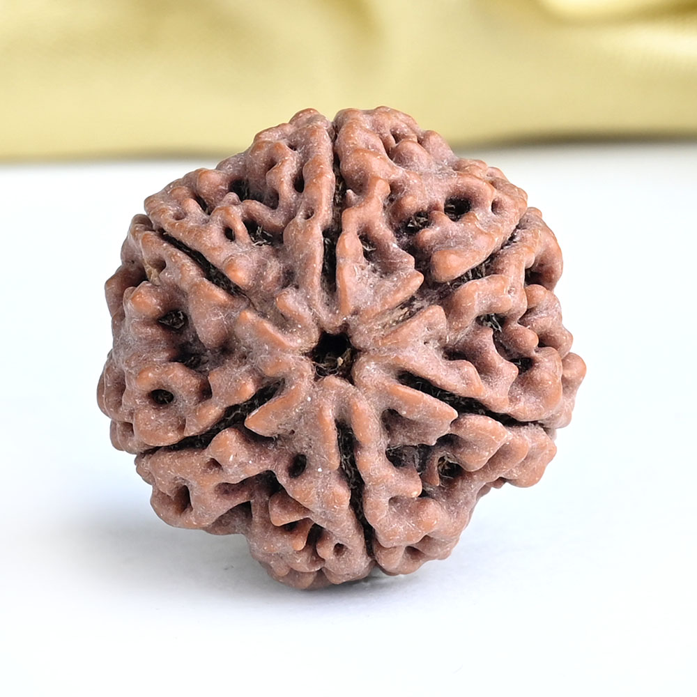 Collector 6 Mukhi from Nepal - CLXXXV