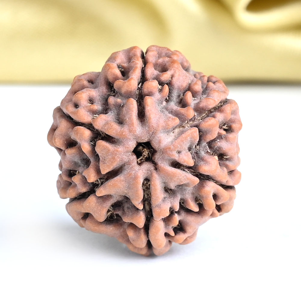 Collector 6 Mukhi from Nepal - CLXXXVII