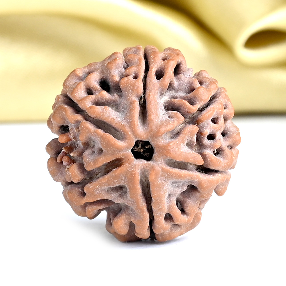 Collector 6 Mukhi from Nepal - CXCIII