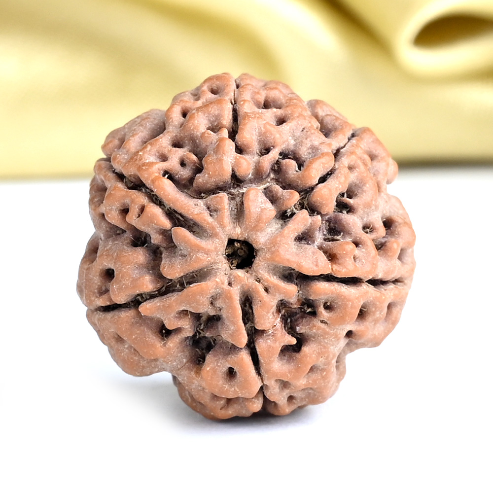 Collector 6 Mukhi from Nepal - CXCIV